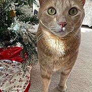 Simba is registered to the contest to win money with this photo: alert, animal, carpet, cat, christmas_tree, close_up, curious, cute, decorations, domestic_cat, feline, festive, greenery, holiday, indoor, orange_tabby, pet, soft_light, tree_skirt, whiskers