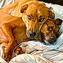 dog, pets, cuddle, brown_fur, blanket, resting, close_up, indoor, companionship, animal, cute, friendship, fur, face, paws, relaxation, snuggle, expression, two_dogs, comfort