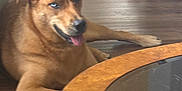 Ocean is registered to the contest to win money with this photo: animal, ball, canine, dog, furniture, goldenretriever, hardwood, hound, indoors, interiordesign, labradorretriever, machine, pet, plywood, puppy, sport, table, tennis, wheel, wood