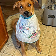 Ocean is registered to the contest to win money with this photo: animal, bib, blue_eyes, brown_dog, cute, dog, domestic_animal, ears, embroidery, floor, floral_pattern, food_bowl, indoor, kitchen, looking_up, pet, sitting, tile_floor, waiting, water_bowl