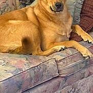 Ocean joined the competition — help win amazing prizes! dog, tan_dog, couch, floral_couch, blanket, cushion, indoor, pet, relaxed, lounging, furniture, canine, domestic_animal, home, resting, comfortable, paw, fur, snout, ears