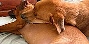 Ocean joined the competition — help win amazing prizes! dog, dogs, brown_dog, snuggling, bed, indoor, furniture, wooden_drawer, resting, sleeping, animal, pet, canine, cozy, companion, fur, ears, tail, relaxing, friendship