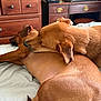 dog, dogs, brown_dog, snuggling, bed, indoor, furniture, wooden_drawer, resting, sleeping, animal, pet, canine, cozy, companion, fur, ears, tail, relaxing, friendship