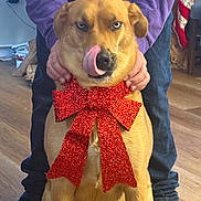 Ocean joined the competition — help win amazing prizes! animal, blue_eyes, companion, cute, dog, domestic_animal, friendly, hands, holiday_decor, indoor, jeans, mammal, person, pet, playful, red_bow, shoes, sitting, tongue_out, wooden_floor