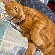 Ocean is registered to the contest to win money with this photo: animal, blanket, cat, closeup, cozy, cute, domestic_cat, feline, fur, indoor, laying_down, orange_tabby, patterned_blanket, paw, pet, relaxed, resting, sleepy, soft, whiskers