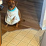 alert, animal, bib, brown_dog, cute, dog, domestic_animal, ear_flap, embroidery, floor, home, indoor, kitchen, looking_at_camera, pet, shadow, sitting, textile, tile_floor, wooden_floor