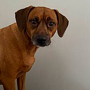 Archie is registered to the contest to win money with this photo: dog, brown_dog, indoor, pet, animal, curious, standing, canine, fur, ears, eyes, snout, wall, bag, domestic_animal, portrait, looking, mammal, companion, household