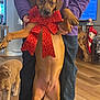 brown_dog, cat, christmas_stocking, curious_cat, decorations, dog, furniture, hand, holding, holiday_decor, indoor, jeans, living_room, orange_cat, person, pet, purple_shirt, red_bow, television, wooden_floor