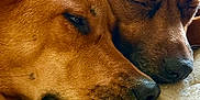 Archie is registered to the contest to win money with this photo: dog, sleeping, close_up, brown_fur, resting, two_dogs, indoor, cozy, pets, canine, snout, napping, fur_texture, relaxed, companion, animal, bed, quiet, head, peaceful