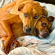Archie joined the competition — help win amazing prizes! dog, pets, cuddle, brown_fur, blanket, resting, close_up, indoor, companionship, animal, cute, friendship, fur, face, paws, relaxation, snuggle, expression, two_dogs, comfort