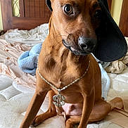 Archie joined the competition — help win amazing prizes! dog, bed, hat, chain, jewelry, brown_dog, pet, indoors, furniture, mattress, canine, accessory, portrait, cute, animal, sitting, looking, headwear, room, casual