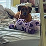dog, bed, plush_toy, purple, indoor, furniture, blanket, window, light, calculator, brown_dog, resting, cozy, fabric, room, toy, relaxed, home, animal, sleep_area