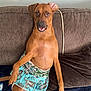 animal, brown_coat, brown_dog, canine, clothing, companion, couch, cute, dog, domestic, funny, furniture, home, indoor, pet, portrait, relaxed, sitting, skirt, smiling