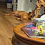 Archie is registered to the contest to win money with this photo: dog, brown_dog, wooden_floor, coffee_table, jar, tissue_box, magazines, indoor, resting, relaxed, furniture, table_leg, wood, flooring, living_room, pet, home, casual, domestic, animal