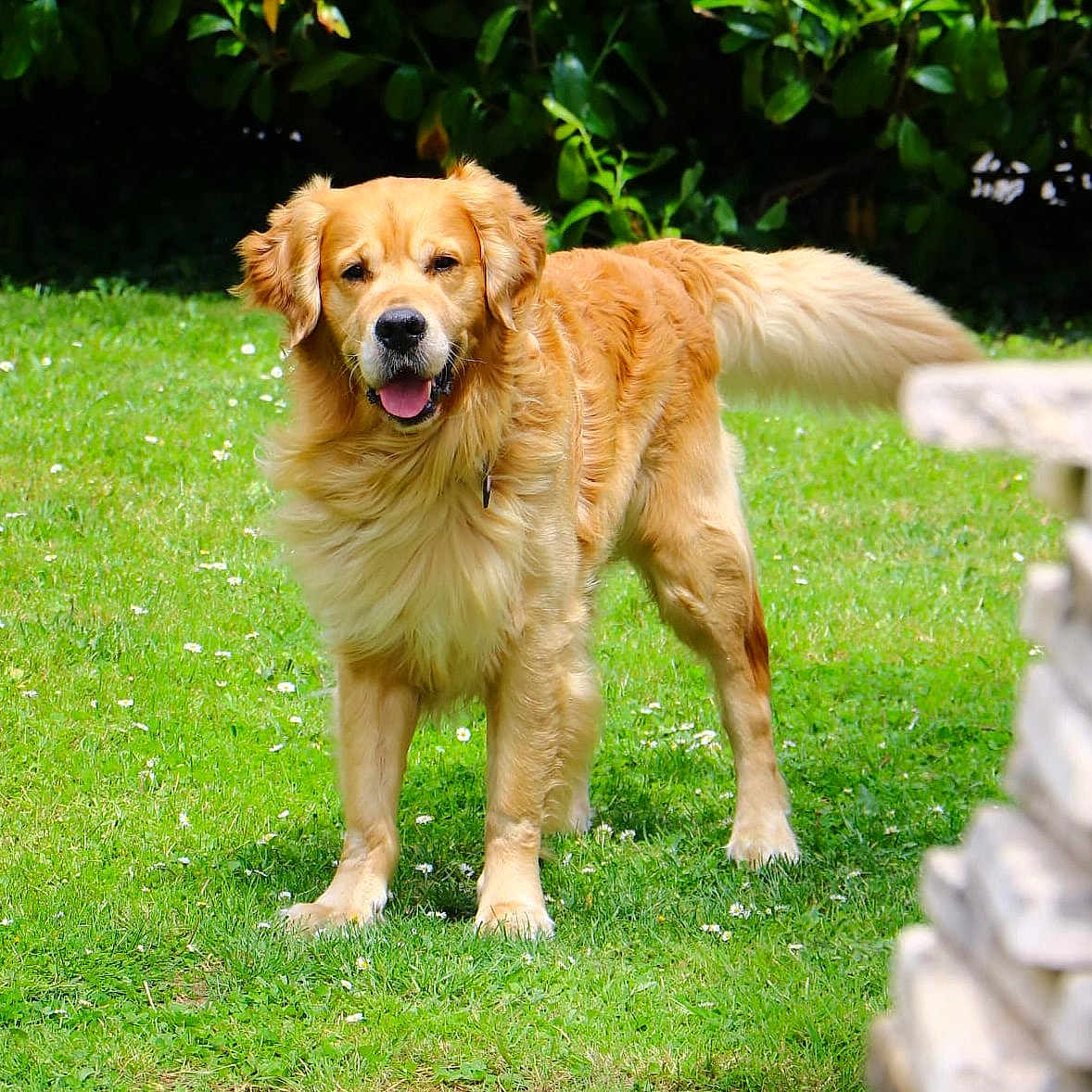 Charly participe au concours pour gagner de l'argent avec cette photo : animal, canine, cockerspaniel, dog, field, goldenretriever, grass, grassland, green, herbal, herbs, lawn, nature, outdoors, park, pet, plant, puppy, summer, yard