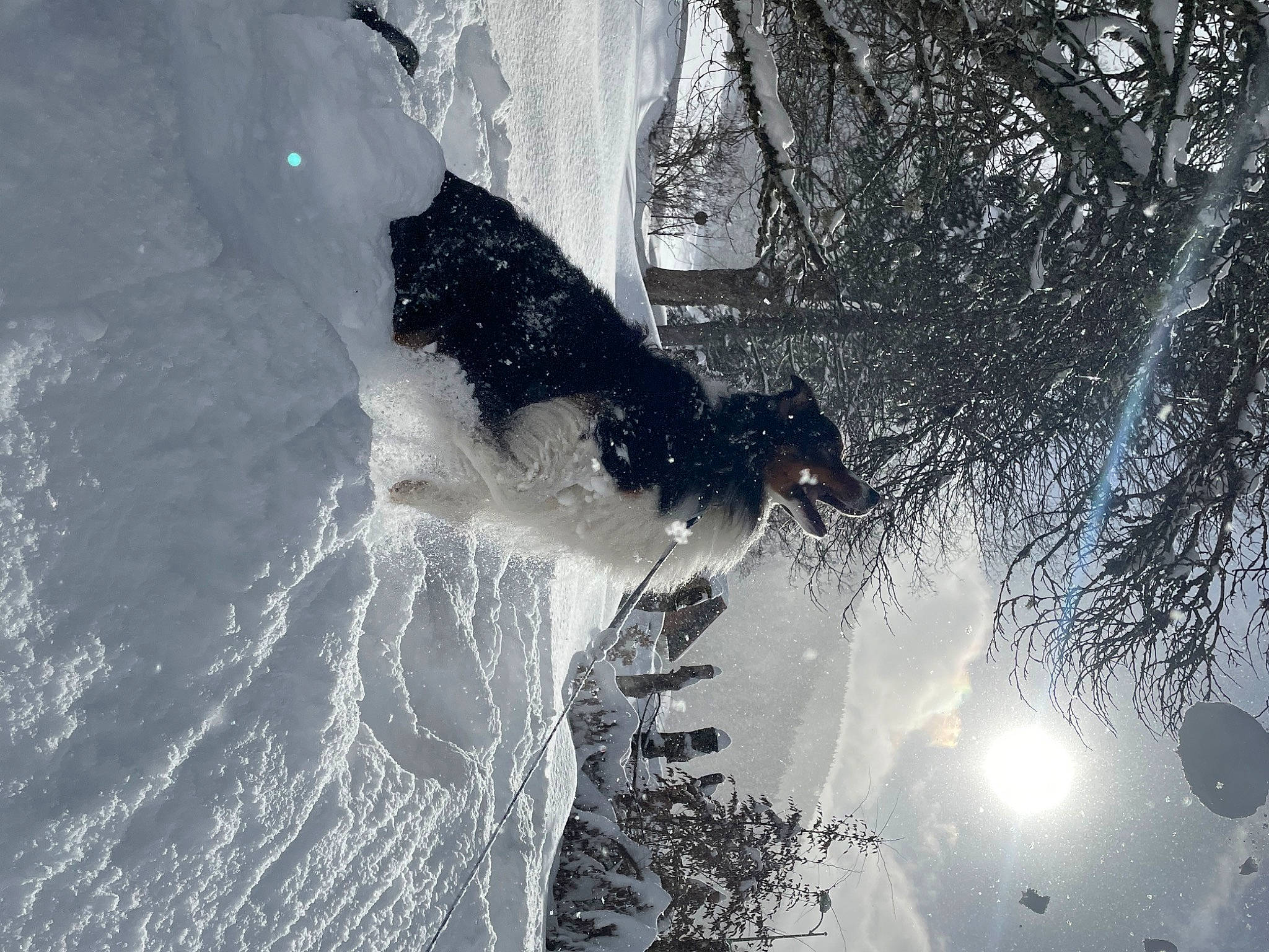 Laos participe au concours pour gagner de l'argent avec cette photo : event, freezing, frost, fun, geological_phenomenon, ice_cap, monochrome_photography, people_in_nature, plant, recreation, reflection, shadow, sky, slope, snow, tree, twig, water, window, winter