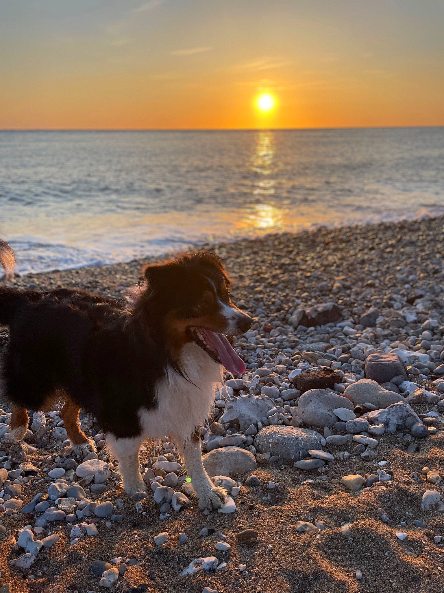 Laos a rejoint le concours — aidez-le/la à gagner de superbes lots ! afterglow, beach, body_of_water, carnivore, cloud, companion_dog, dog, dog_breed, fawn, horizon, landscape, light, morning, sand, sky, sunlight, sunrise, sunset, water, wind_wave