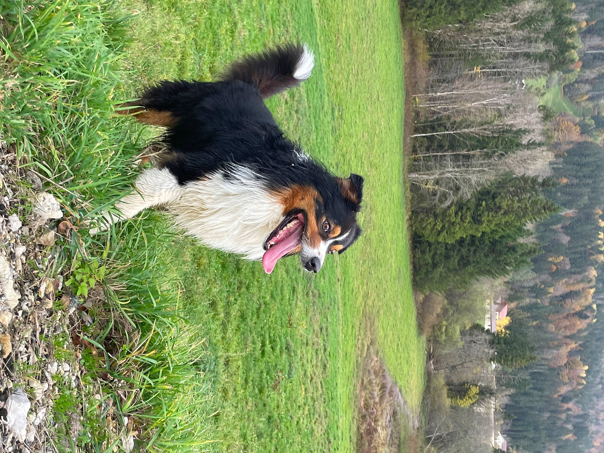Laos participe au concours pour gagner de l'argent avec cette photo : bernese_mountain_dog, carnivore, companion_dog, dog, dog_breed, grass, herding_dog, nature, pasture, plant, scotch_collie, shetland_sheepdog, sporting_group, tail, tree, trunk, wildlife, wood, working_animal, working_dog