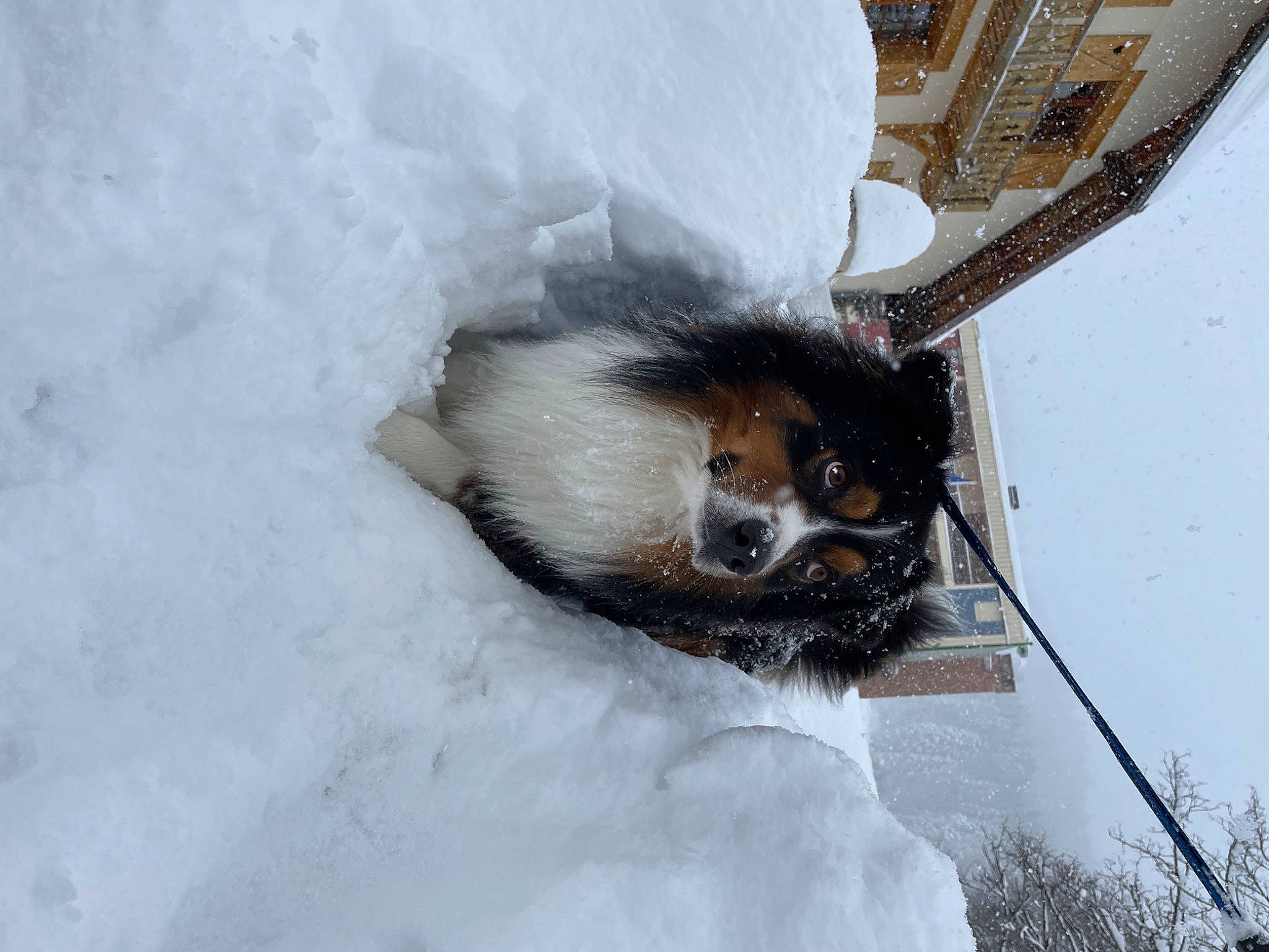 Laos participe au concours pour gagner de l'argent avec cette photo : claw, dog_breed, feather, foot, freezing, fur, paw, plant, rodent, snout, snow, squirrel, tail, terrestrial_animal, tree, twig, whiskers, wildlife, window, winter
