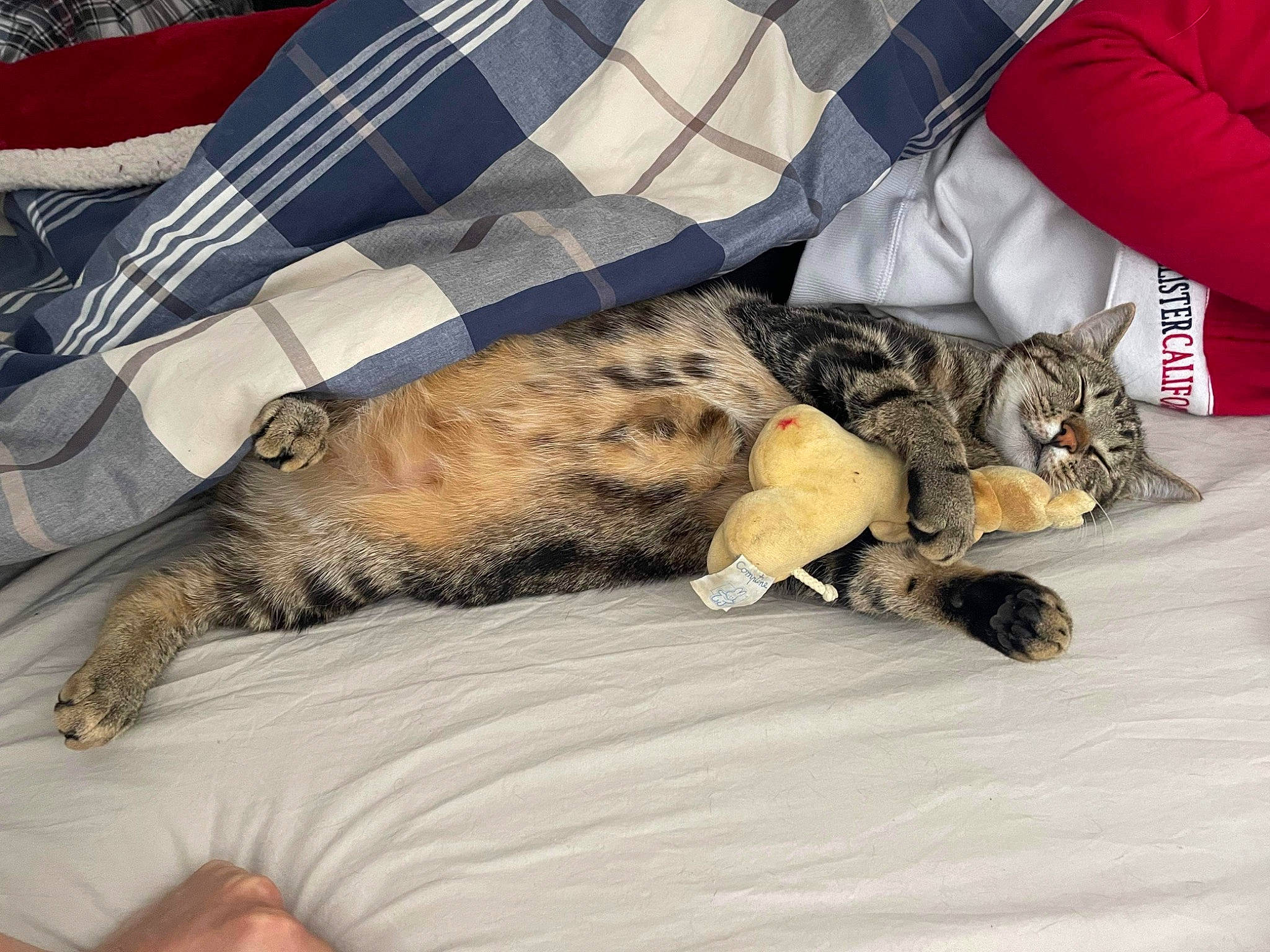 Guy a rejoint le concours — aidez-le/la à gagner de superbes lots ! bed, bedding, canidae, carnivore, cat, claw, comfort, domestic_short_haired_cat, felidae, fur, human_leg, lap, linens, metal, nap, paw, small_to_medium_sized_cats, sporting_group, tail, whiskers