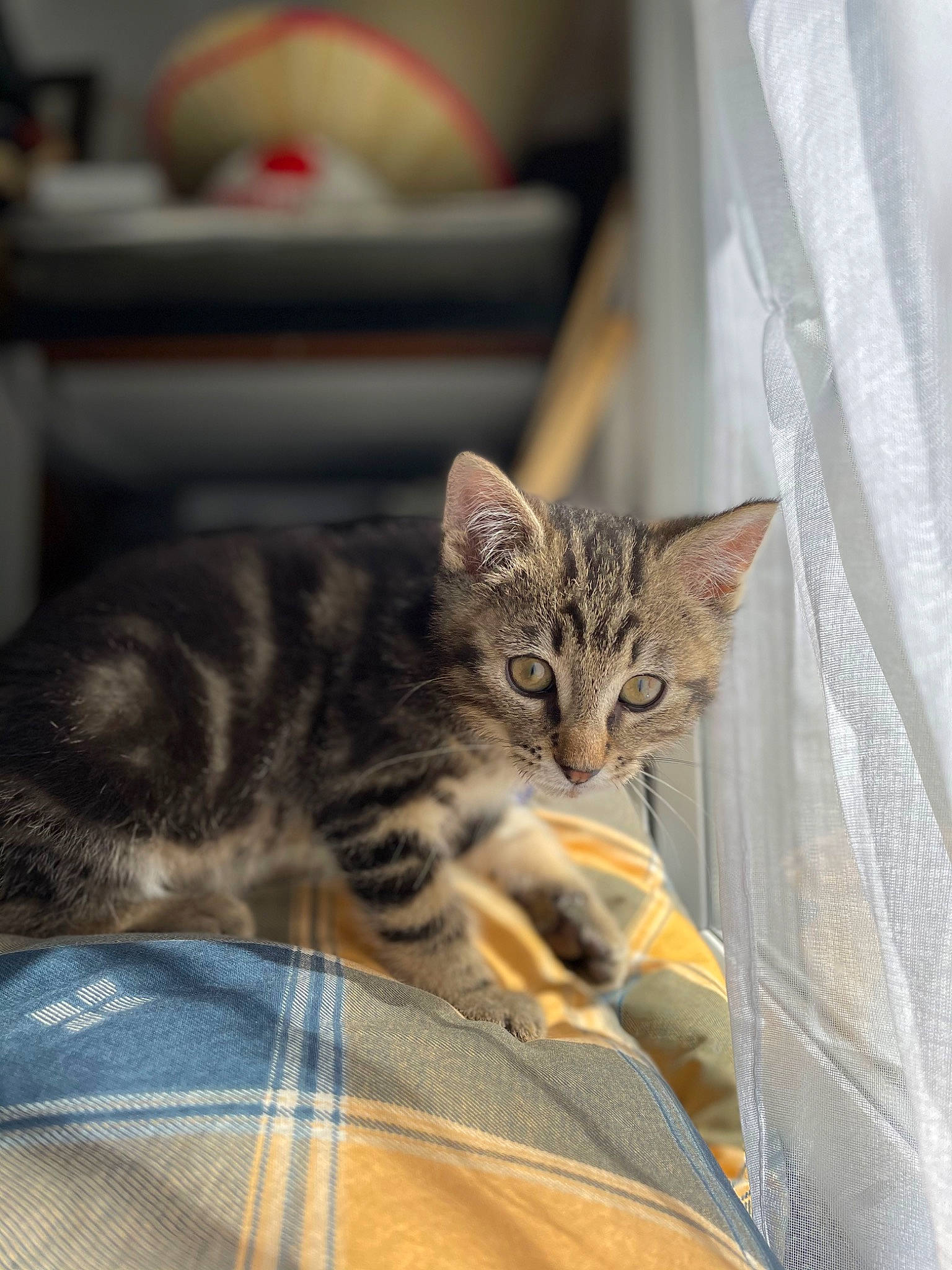 Guy participe au concours pour gagner de l'argent avec cette photo : carnivore, cat, claw, comfort, domestic_short_haired_cat, door, felidae, fur, paw, small_to_medium_sized_cats, snout, terrestrial_animal, whiskers, wildlife