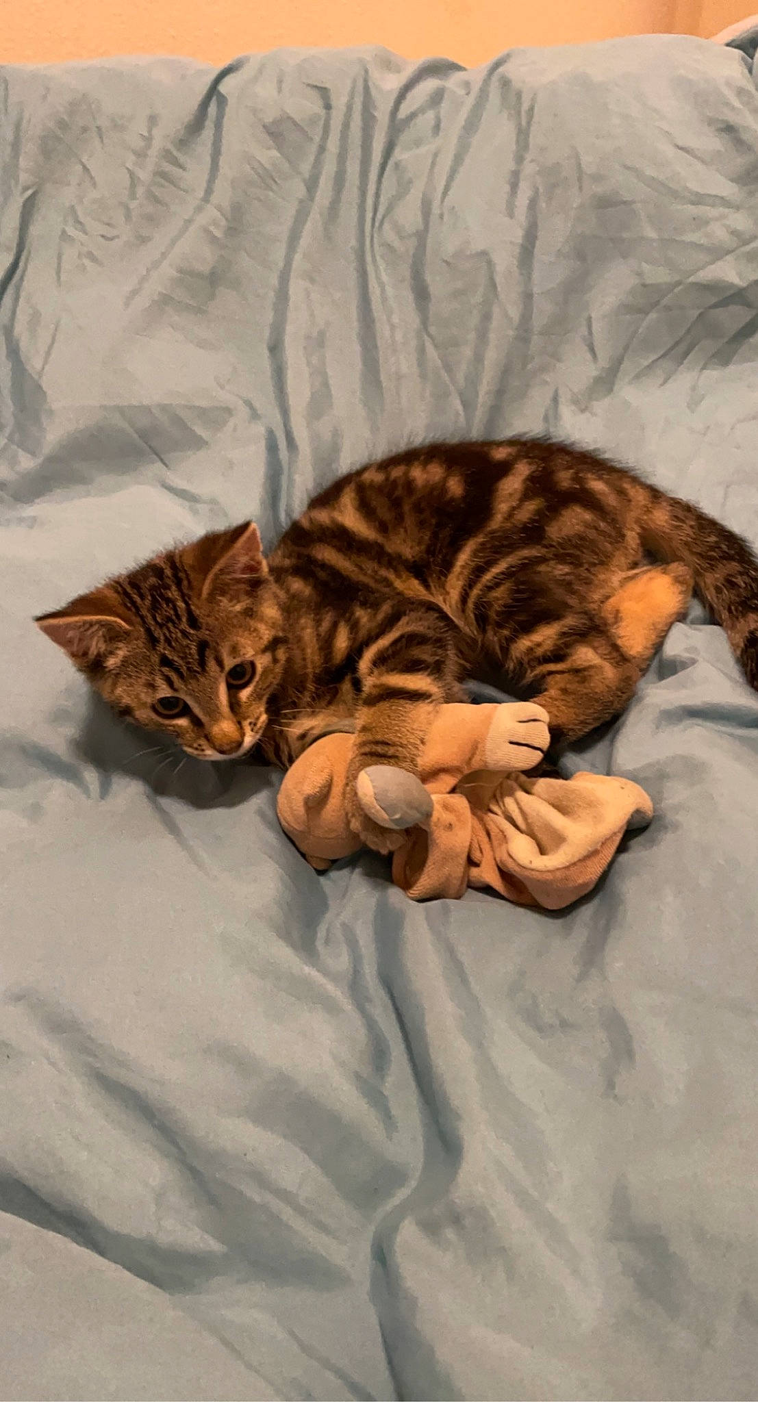 Guy a rejoint le concours — aidez-le/la à gagner de superbes lots ! bedding, brown, carnivore, cat, claw, comfort, domestic_short_haired_cat, fawn, felidae, fur, linens, nap, paw, small_to_medium_sized_cats, snout, tail, terrestrial_animal, whiskers, wildlife, wrinkle