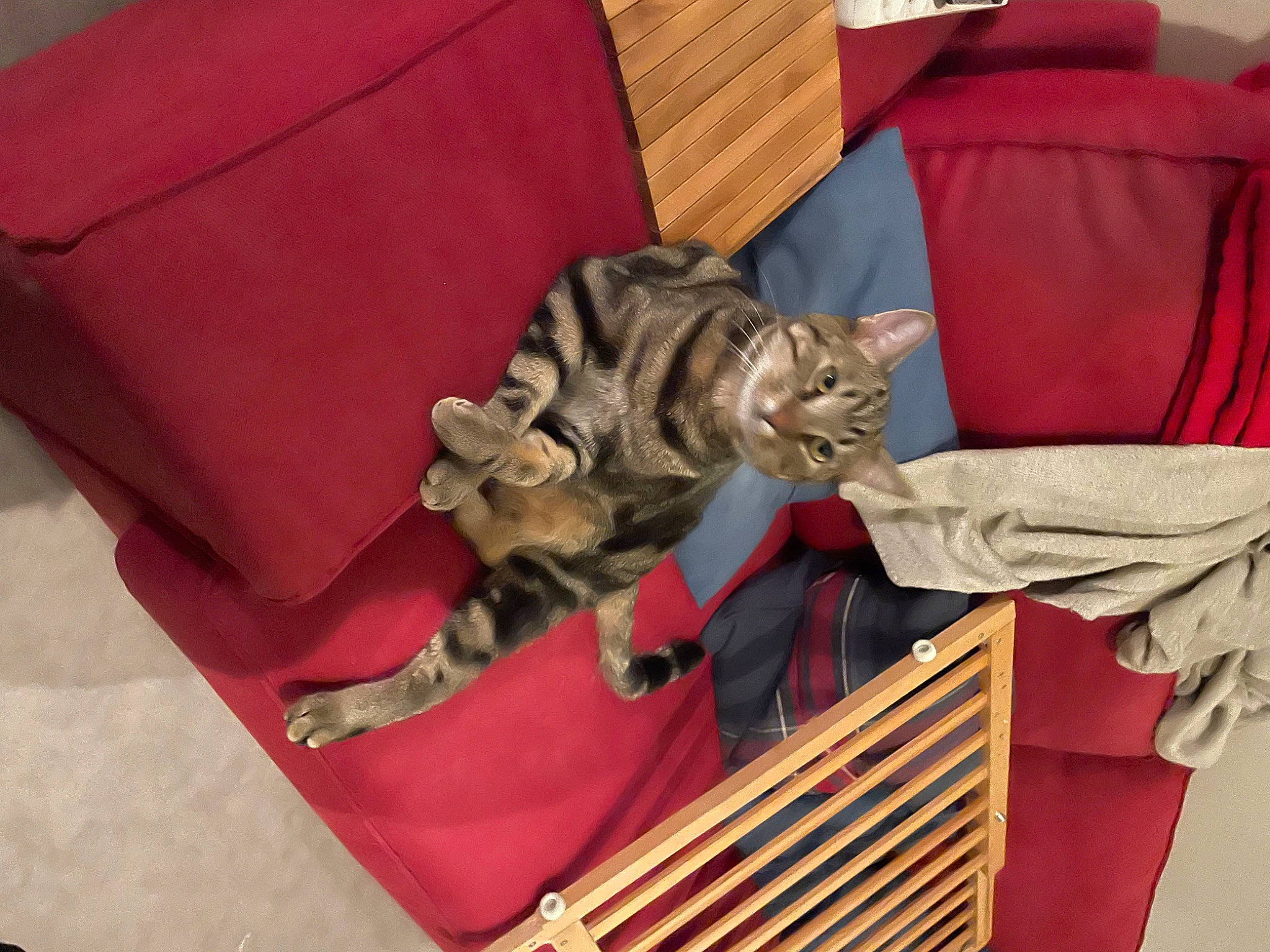 Guy participe au concours pour gagner de l'argent avec cette photo : carnivore, cat, chair, comfort, domestic_short_haired_cat, fawn, felidae, fur, room, small_to_medium_sized_cats, tail, textile, vertebrate, whiskers, wood