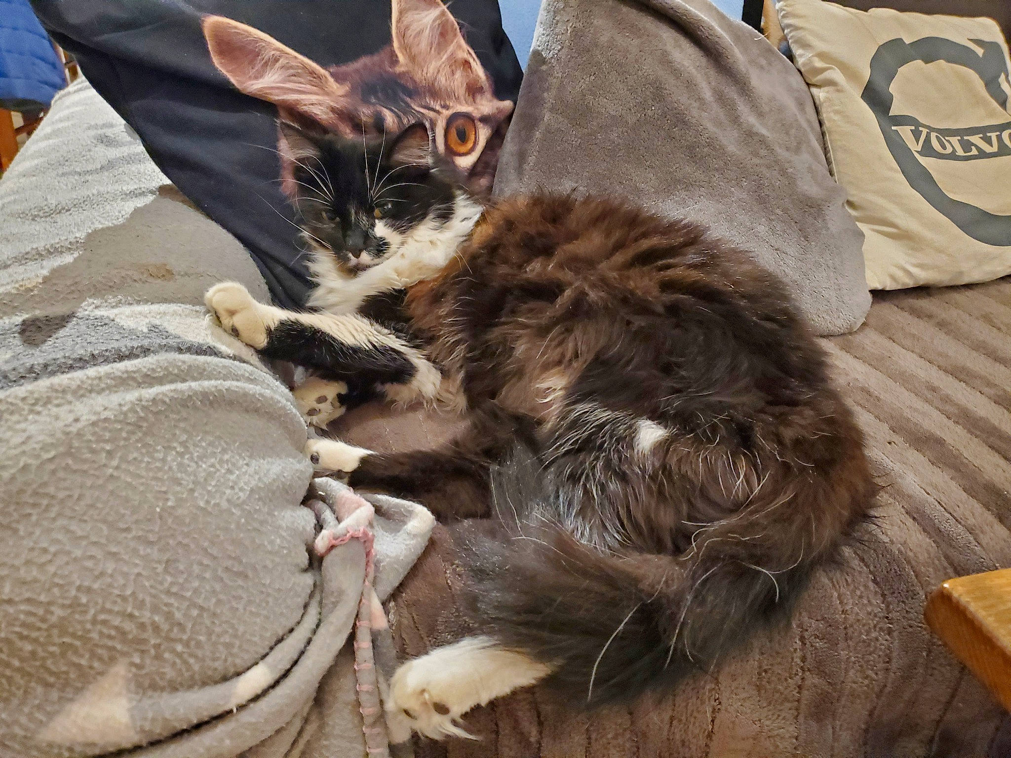 Sissi a rejoint le concours — aidez-le/la à gagner de superbes lots ! bed, black_cat, carnivore, cat, claw, comfort, domestic_short_haired_cat, fawn, felidae, fur, nap, paw, sleep, small_to_medium_sized_cats, snout, tail, textile, whiskers, wood