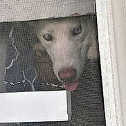 Azula joined the competition — help win amazing prizes! animal, background, canine, closeup, curious, dog, face, frame, home, looking, mesh, outside, pet, playful, screen, texture, tongue, tongue_out, white, window