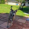 Shadow is registered to the contest to win money with this photo: animal, blue_sky, brick, brindle, canine, collar, daytime, dog, ear, grass, house, lawn, leash, outdoor, patio, pet, suburban, tree, walking, yard