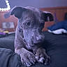 Shadow joined the competition — help win amazing prizes! animal, bed, black_bedspread, blurred_background, canine, close_up, dog, ears, fur, furniture, home, indoor, looking_down, paws, pet, portrait, quiet, relaxed, snout, soft_lighting