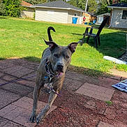 Shadow joined the competition — help win amazing prizes! animal, blue_sky, brick, brindle, canine, collar, daytime, dog, ear, grass, house, lawn, leash, outdoor, patio, pet, suburban, tree, walking, yard