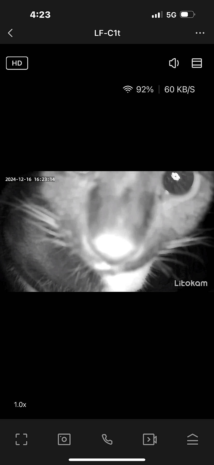 Mittens Faye joined the competition — help win amazing prizes! animal, animal_face, black_and_white, blurred, camera, cat, close_range, close_up, curious, eye, face, feline, flash, indoor, infrared, monochrome, night_vision, nose, pet, whiskers