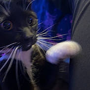 Mittens Faye is registered to the contest to win money with this photo: animal, black_and_white, cat, claws, close_up, curious, cute, dark_background, domestic_cat, feline, fur, indoor, motion_blur, night, paws, pet, playful, whiskers, wide_eyes, young_cat