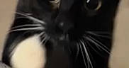 Mittens Faye is registered to the contest to win money with this photo: adult, animal, ball, baseball, baseballball, blackcat, cat, face, head, kitten, male, man, person, pet, sport