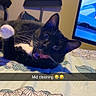 Mittens Faye joined the competition — help win amazing prizes! animal, baby, bed, cat, computer, computerhardware, desk, electronics, furniture, hardware, indoors, interiordesign, laptop, monitor, pc, person, pet, screen, table, tv