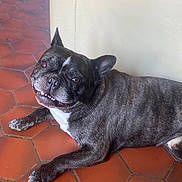 Odin participe au concours pour gagner de l'argent avec cette photo : animal, brindle, canine, companion, cute, dog, domestic_animal, ears, face, floor, french_bulldog, home, indoor, lying_down, paw, pet, resting, smiling, tile_floor, white_couch