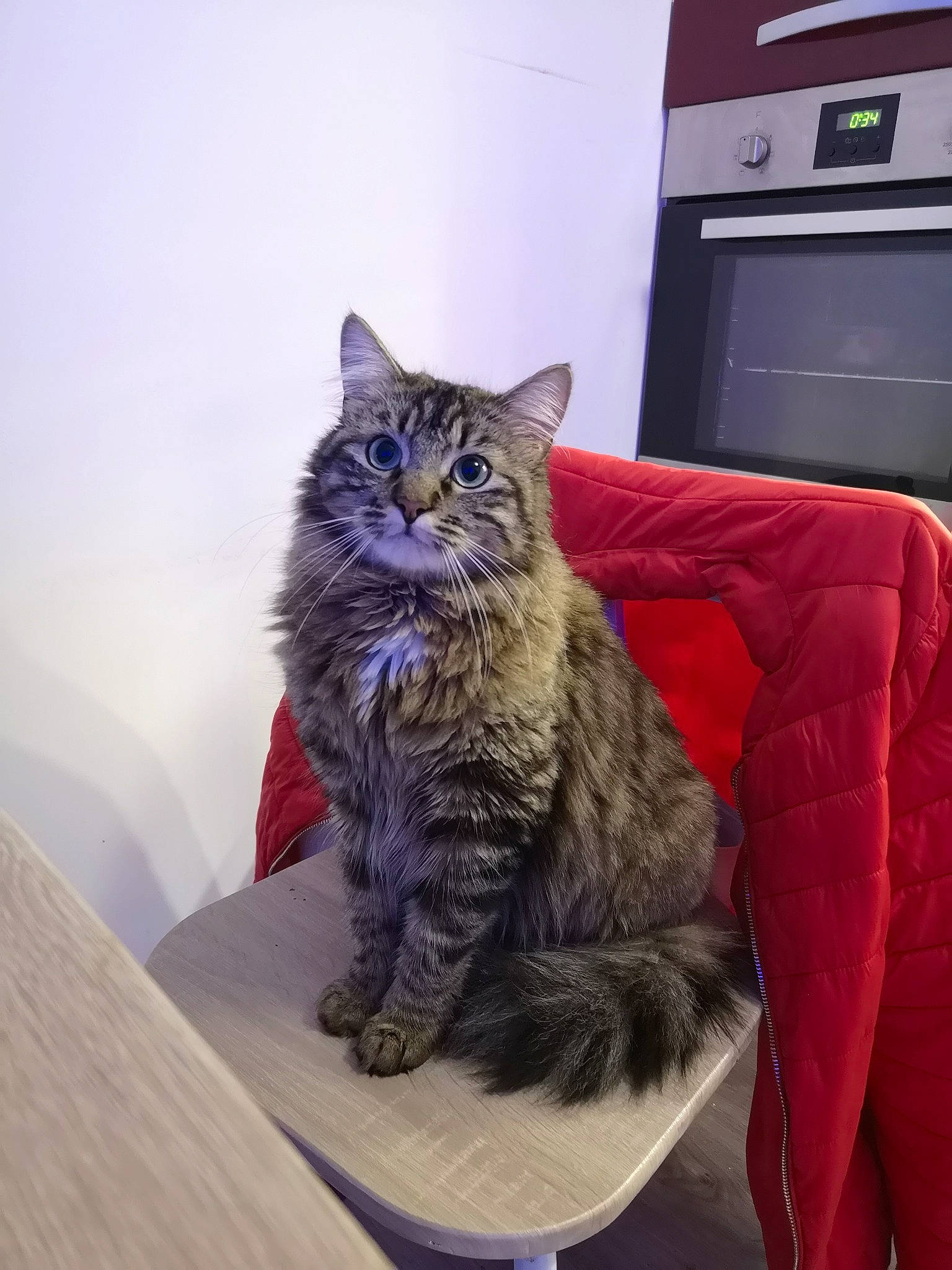 Hitch a rejoint le concours — aidez-le/la à gagner de superbes lots ! asian_semi_longhair, british_semi_longhair, carnivore, cat, domestic_long_haired_cat, domestic_short_haired_cat, dragon_li, european_shorthair, felidae, fur, kitten, maine_coon, mammal, nebelung, norwegian_forest_cat, siberian, small_to_medium_sized_cats, tabby_cat, vertebrate, whiskers