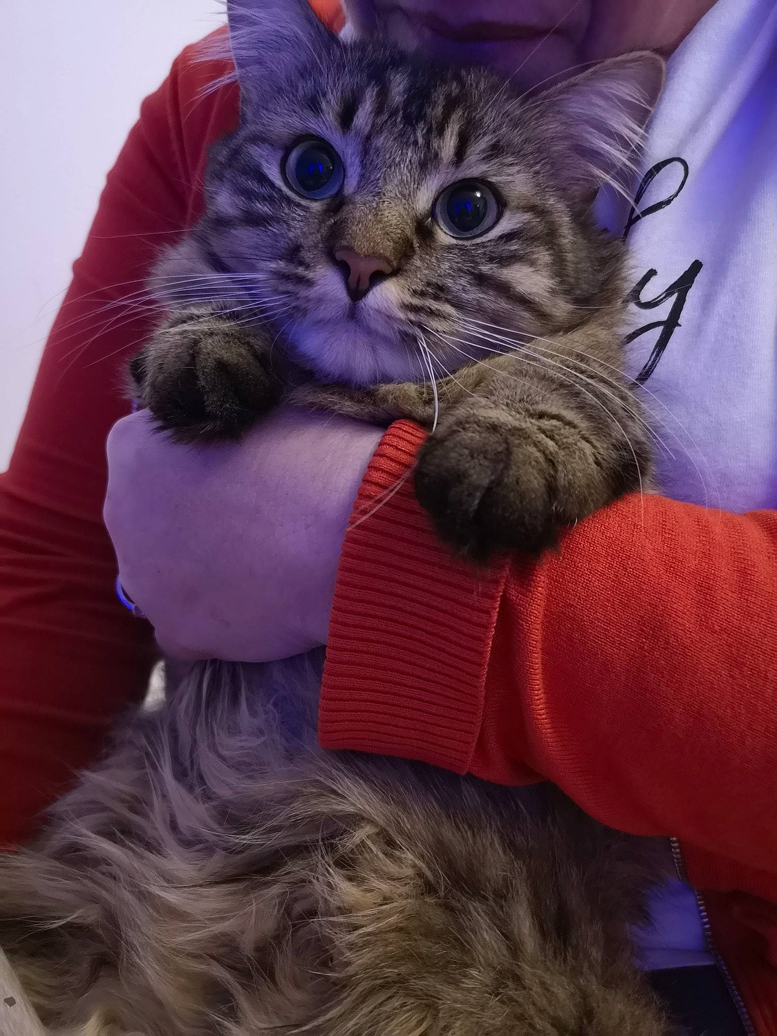 Hitch a rejoint le concours — aidez-le/la à gagner de superbes lots ! asian, british_longhair, british_semi_longhair, carnivore, cat, domestic_long_haired_cat, domestic_short_haired_cat, european_shorthair, felidae, fur, kitten, maine_coon, norwegian_forest_cat, pixie_bob, polydactyl_cat, ragamuffin, siberian, small_to_medium_sized_cats, snout, whiskers