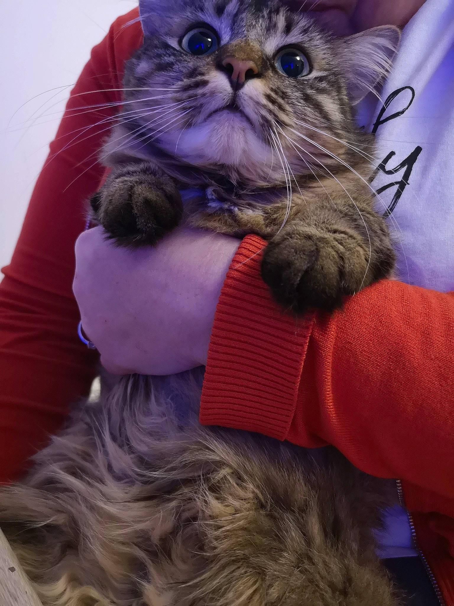 Hitch a rejoint le concours — aidez-le/la à gagner de superbes lots ! asian, british_semi_longhair, carnivore, cat, domestic_short_haired_cat, felidae, fur, kitten, mammal, persian, pixie_bob, small_to_medium_sized_cats, snout, whiskers