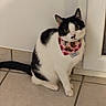 cat, black_and_white, bandana, pet, indoor, floor, tile, curious, animal, feline, whiskers, ears, tail, sitting, house, door, wall, domestic, cute, portrait