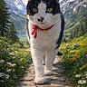 animal, black_and_white, cat, close_up, clouds, collar, daylight, flora, greenery, landscape, mountains, nature, outdoor, red, scenic, sky, snow_capped, stone_path, walking, wildflowers
