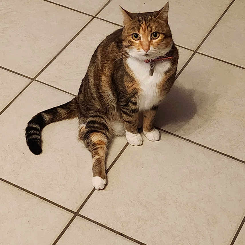 Nouma a rejoint le concours — aidez-le/la à gagner de superbes lots ! cat, tabby_cat, white_paws, white_chest, sitting, floor, tile_floor, indoor, pet, animal, looking, curious, feline, whiskers, tail, ears, collar, domestic_cat, close_up, portrait