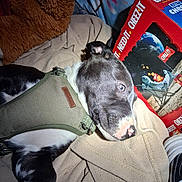Hossier is registered to the contest to win money with this photo: dog, puppy, black_and_white, harness, blanket, cheezit_box, snack_box, stuffed_animal, indoor, close_up, sleeping, nose, paw, eye, textile, cozy, cardboard, shoe, flash_lighting, bed