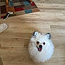 dog, pomeranian, fluffy, pet, indoor, wooden_floor, rug, toy, happy, smiling, small_dog, flooring, ears, tongue, looking_up, rocking_chair, home, domestic_animal, animal, cute