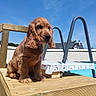 animal, backyard, blue_sky, brown, cute, daylight, dog, ears, fence, fur, leisure, outdoor, pet, pool_ladder, puppy, sitting, summer, sunlight, wooden_deck, young