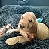 puppy, dog, golden, fluffy_blanket, rope_toy, car_interior, cute, pet, animal, sleepy, young, adorable, fur, nose, ears, paws, resting, indoors, cozy, companion