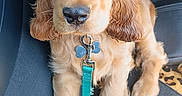 Brasco participe au concours pour gagner de l'argent avec cette photo : animal, car, car_interior, companion, cute, dog, domestic_animal, ears, eyes, fur, golden_retriever, indoor, leash, nose, pet, puppy, seat, tag, waiting, young_dog