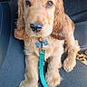 animal, car, car_interior, companion, cute, dog, domestic_animal, ears, eyes, fur, golden_retriever, indoor, leash, nose, pet, puppy, seat, tag, waiting, young_dog