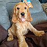 animal, blanket, couch, cozy, cute, dog, domestic_animal, floppy_ears, fur, golden_retriever, home, indoor, nose, paw, pet, puppy, relaxed, sitting, tongue_out, young